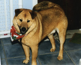 Puck wearing a grin and a scarf.