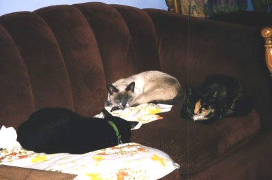 A whole bunch of cats all on one couch.