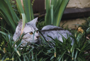 Picture of Argent!