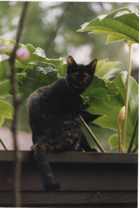 Picture of Fursifer glaring from a fence top.