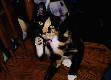 Iggy holding her leg in the air.