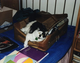 Picture of Nero reclining in a partially filled suitcase.