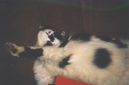 Nero sleeping on his back in the couch.