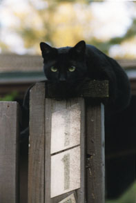 Picture of Ninget at Rest