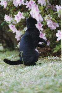Picture of Ninget hunting bees