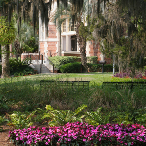 Azaleas at Westcott