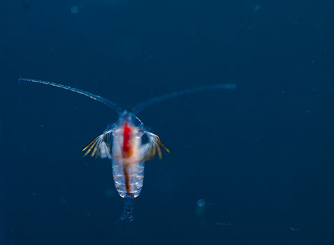 zooplankton in ocean