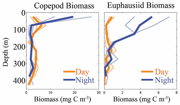 PDF) Diel vertical migration of the copepod Thermocyclops inversus