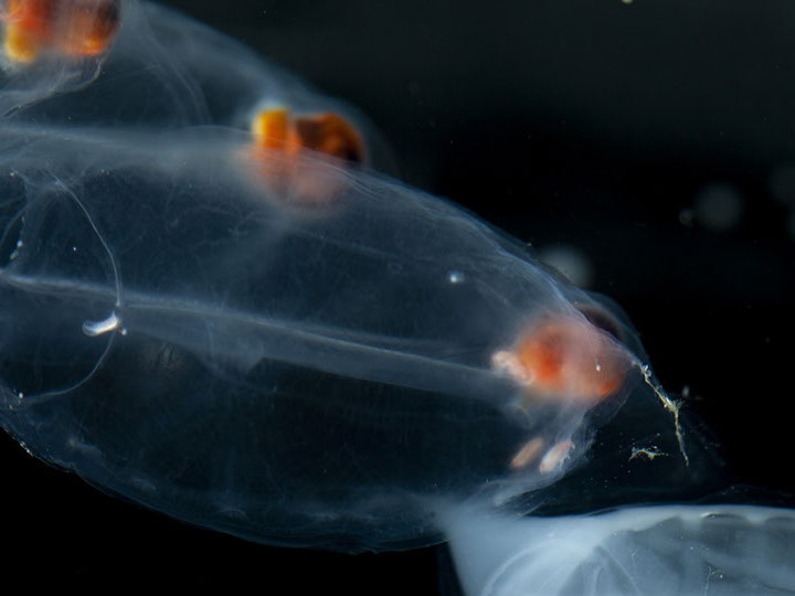 ResearchSalps