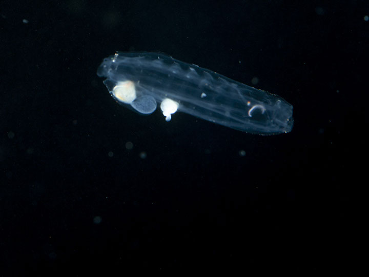 ResearchSalps